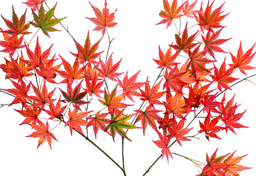 Bright red autumn Japanese maple leaves, or Acer palmatum, isolated over a white background