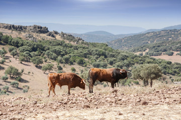 Fototapeta na wymiar Bulls in countryside, Andalusia, Spain