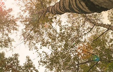 Autumn forest. Tree with autumn leaves bottom view background.