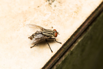 Macro small flies