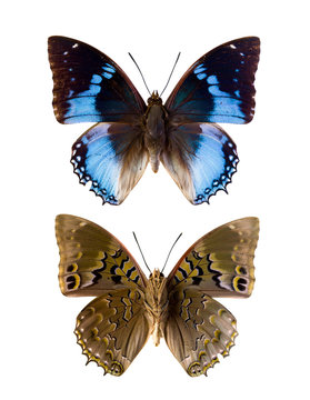 Charaxes Smaragdalis