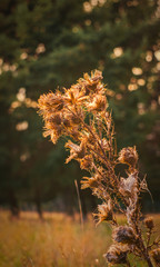Autumn thistle closeup