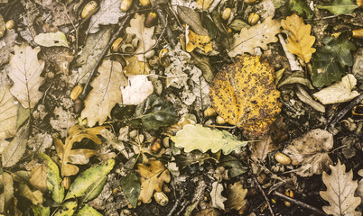 Autumn scene with walnuts and dry leaves on the ground