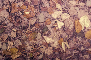 Autumnal fallen beech leaves on ground during fall season.