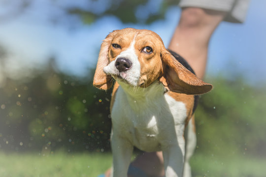 Portrait Of Beagle Dog After Bath Time