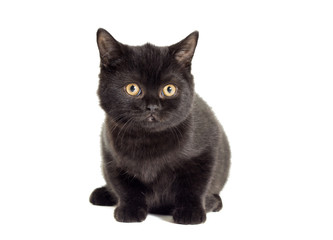 Black cat on a white background