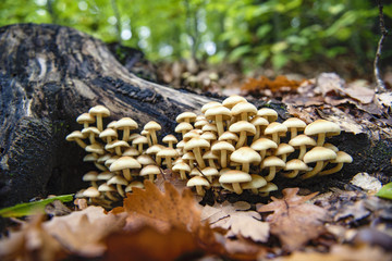 Mushrooms in a wild forest