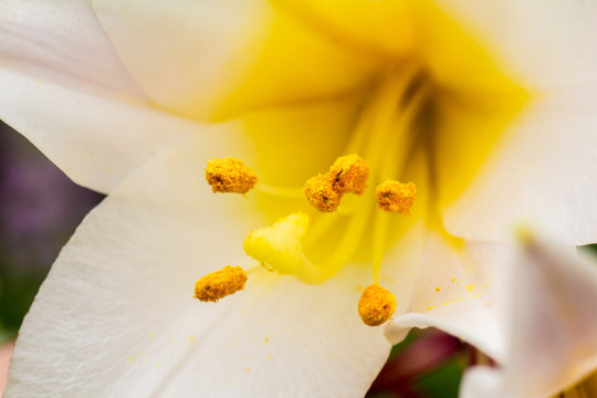 Lily Centre Close up