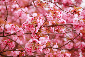 branch of cherry blossoms