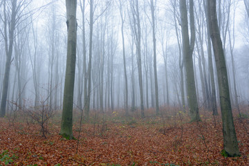 November morning misty forest