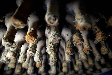 old wine bottles