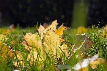 Fallen yellow autumn leaves on ground