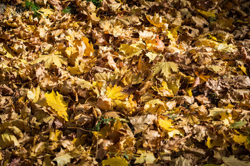 texture of yellow leaves