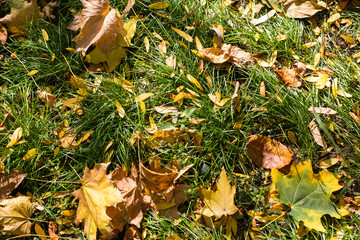 Fallen yellow autumn leaves on ground