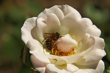 Abeja polinizando en rosa blanca