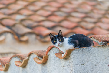 Red stray cat adult on a wall between the medieval streets of th
