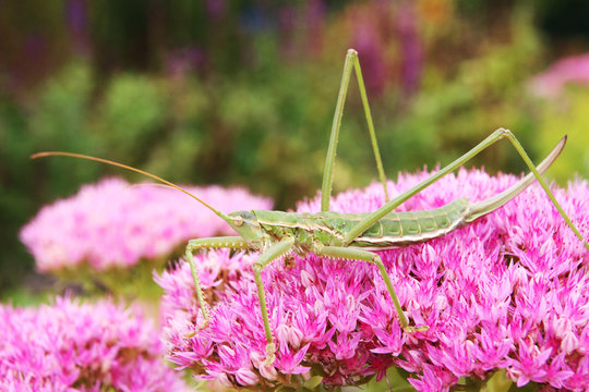 Predatory bush cricket (Saga pedo) on the blooming cultivar orpine (Hylotelephium telephium "Herbstfreude") in the autumn garden