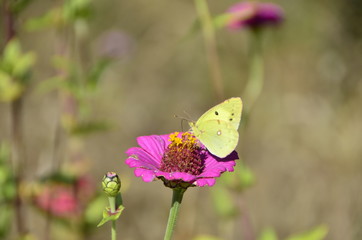 Flower & Butterfly