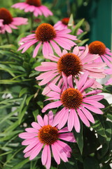 Cultivar Eastern purple coneflower (Echinacea purpurea "Magnus") flowers in the summer garden