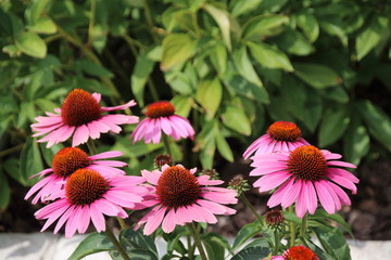 Obraz premium Cultivar Eastern purple coneflower (Echinacea purpurea 