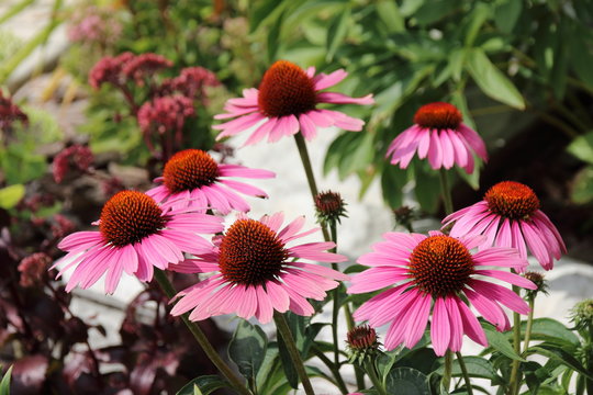 Cultivar Eastern purple coneflower (Echinacea purpurea "Magnus") flowers in the summer garden