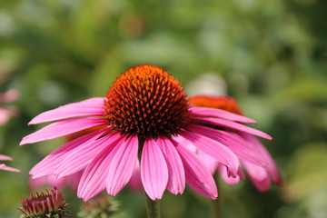 Cultivar Eastern purple coneflower (Echinacea purpurea 