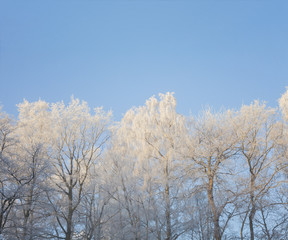 Hoarfrost and blue sky