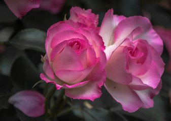 Rosas,mechado com branco e rosa