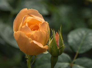 Rosa amarela ,com botão 