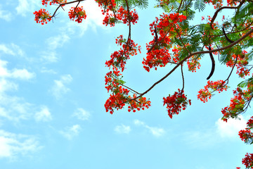 Beautiful peacock flowers with blue sky background,Thailand