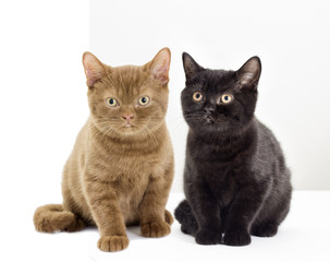 black and red British kitten looking