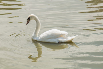 Swimming swan © Harald