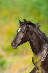 Fototapeta na wymiar Black cute horse portrait in motion