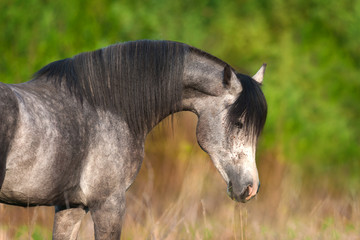 Grey arabian horse portrait