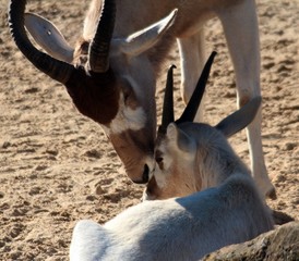 Addax mit Kind