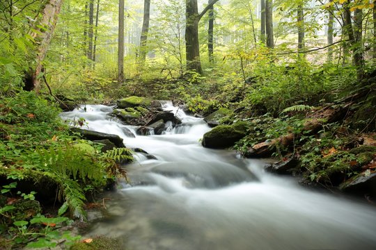 Forest stream on a misty autumn morning