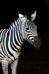 Zebra portrait isolated on black background