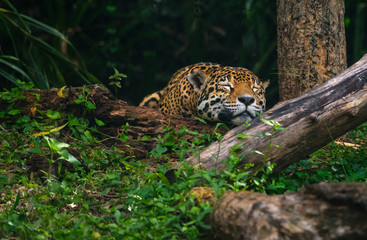 Beautiful leopard sleeping deep in the forest