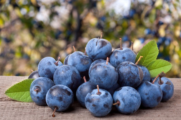 heap of blackthorn berries with leaves on a wooden table  blurred garden background