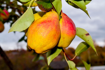 Pear fruit