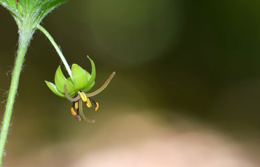 Green Flower
