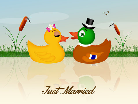 Wedding of ducks