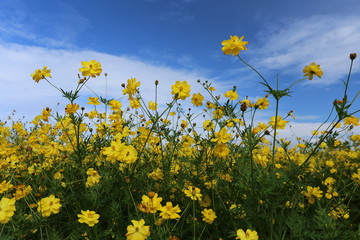 Fototapeta premium 奈良の秋景色