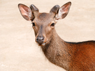広島県 廿日市市 宮島 厳島神社 シカ