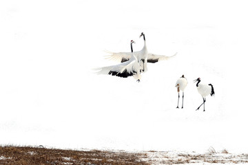 Japanese Crane Courtship Dance