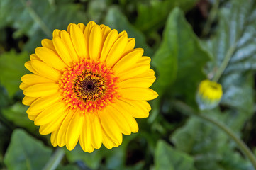 Yellow flowering Gerbera plant growing in a greenhouse from clos