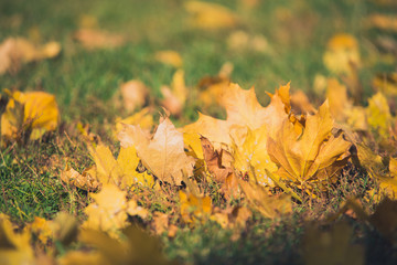 Yellow autumn Maple leaves on green grass. Bokeh blurred artistic background