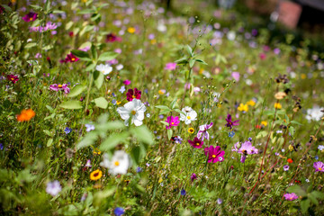Blumenwiese Sommerblumen Landschaft Natur