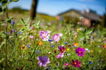 Blumenwiese Sommerblumen Landschaft Natur
