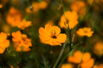 Cosmos sulphureus